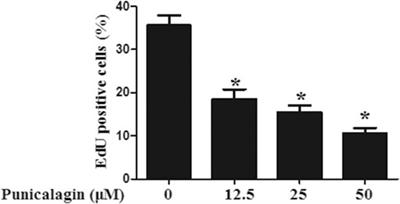 Inhibitory Effect of Punicalagin on Inflammatory and Angiogenic Activation of Human Umbilical Vein Endothelial Cells